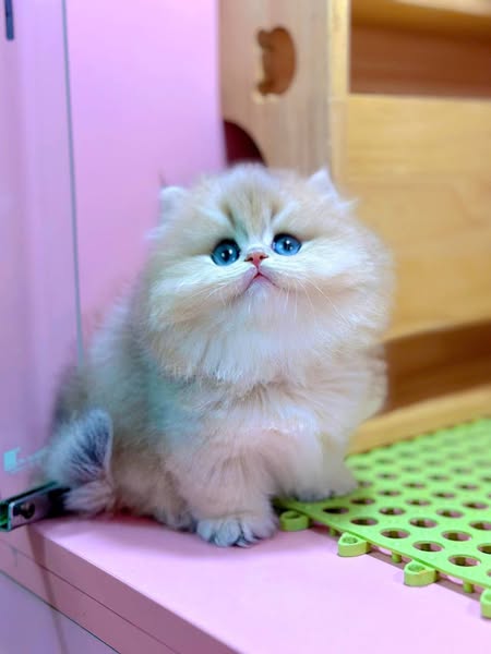 British Shorthair