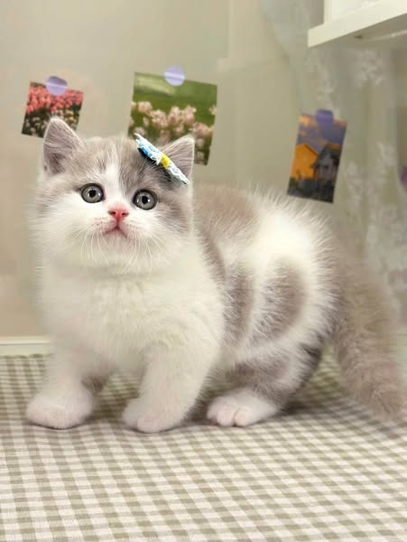 British Shorthair