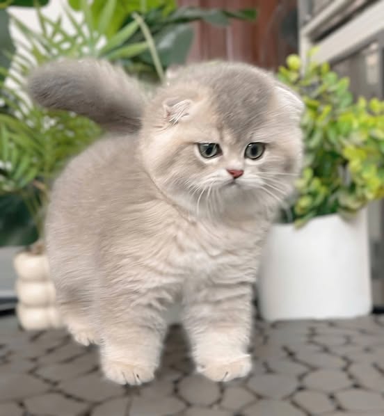 Scottish Fold
