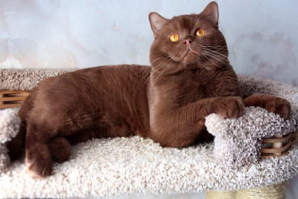 British Shorthair