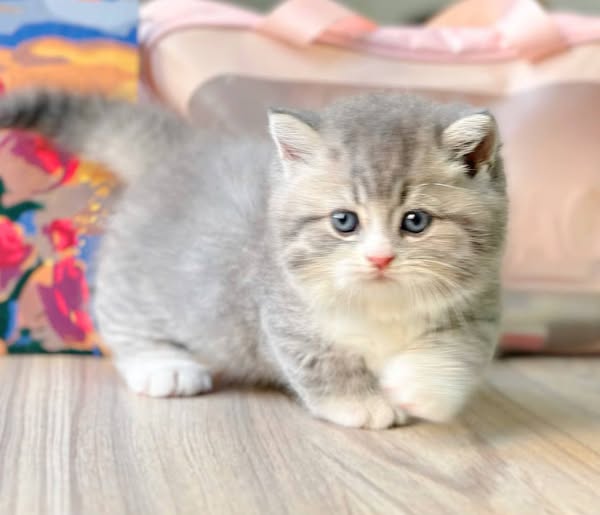 Munchkin