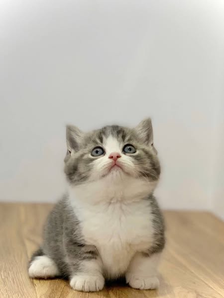 Munchkin