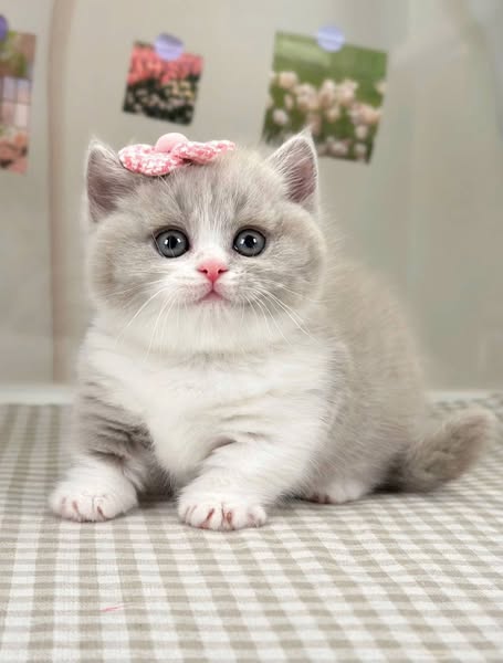 Munchkin