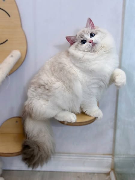 Ragdoll