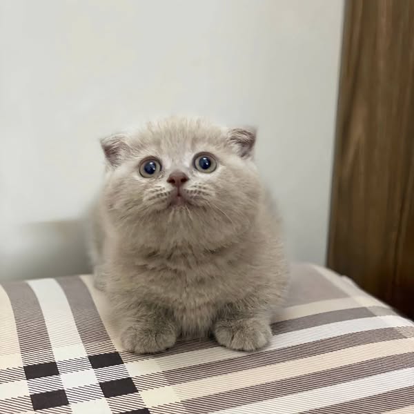 Munchkin