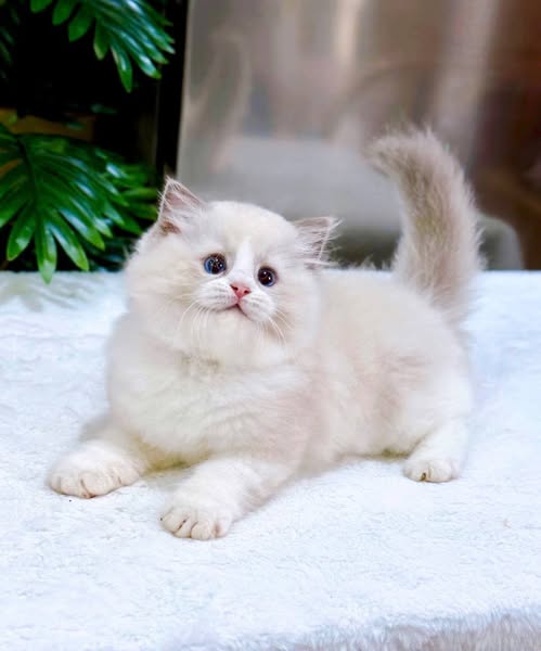 Ragdoll