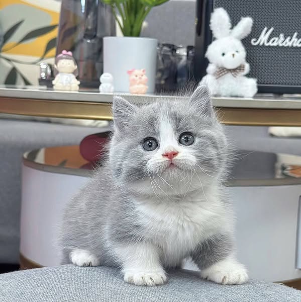 Munchkin