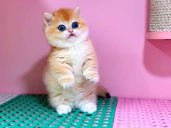 Munchkin