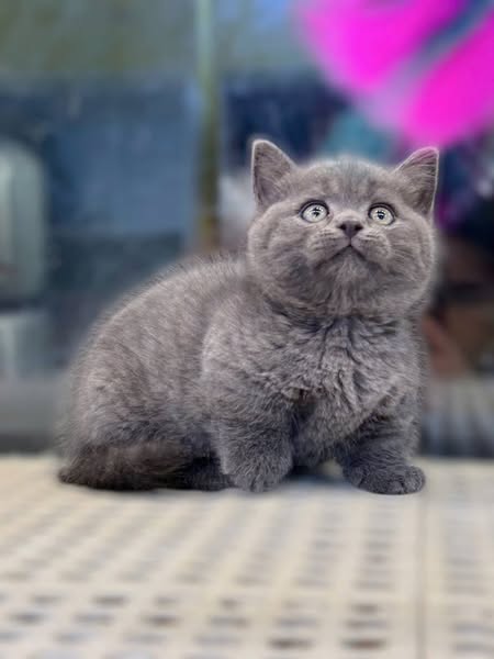 Munchkin