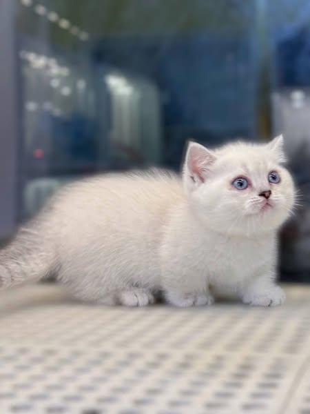 Munchkin