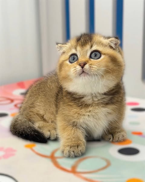 Munchkin Fold