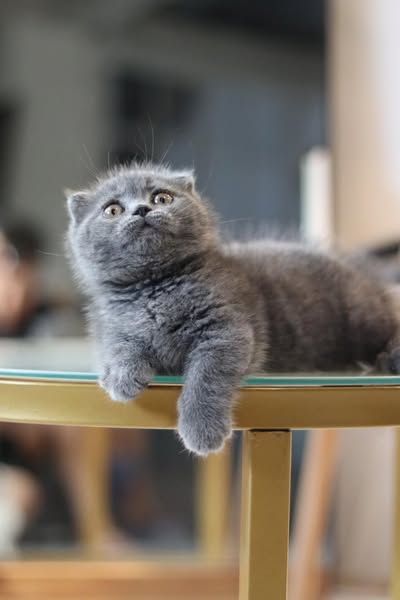 Munchkin Fold