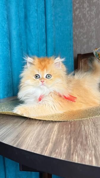 Munchkin Longhair