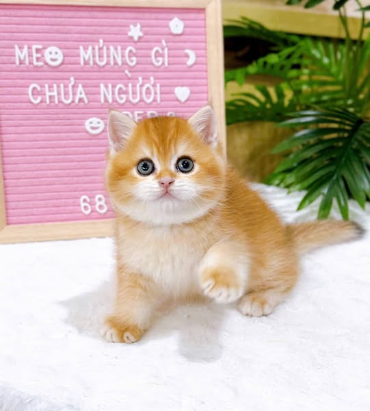 British Shorthair