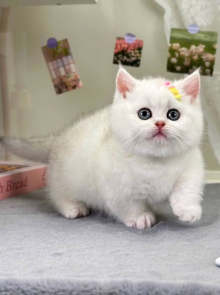 Munchkin