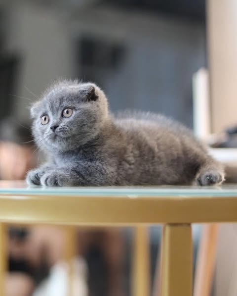 Munchkin Fold