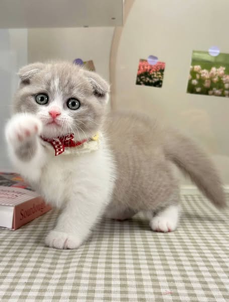 Scottish Fold