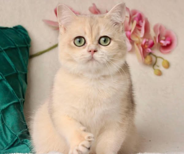 British Shorthair