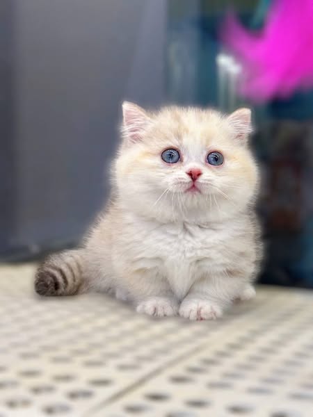 Munchkin