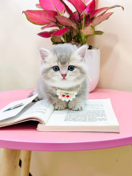 Munchkin