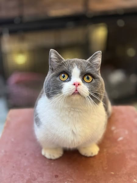 Munchkin