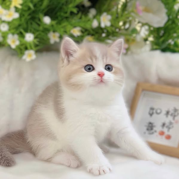 British Shorthair