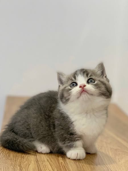Munchkin