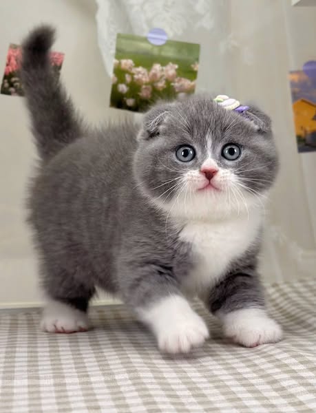 Scottish Fold