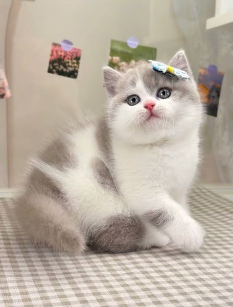 British Shorthair