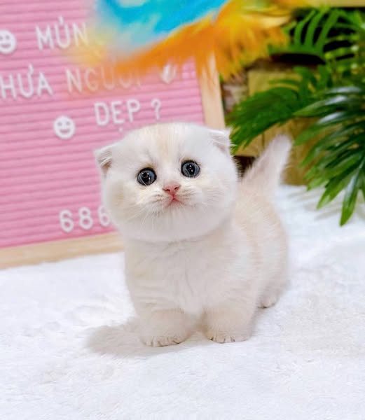 Munchkin Fold