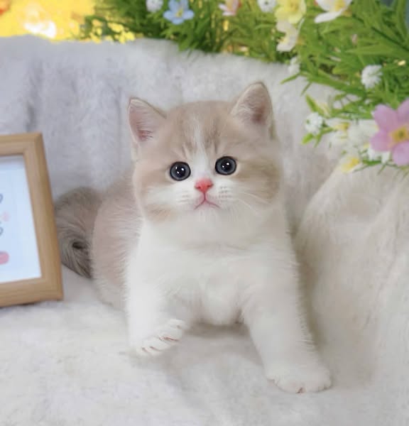 British Shorthair