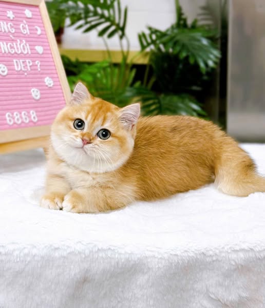 British Shorthair