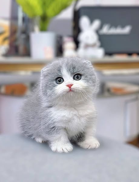 Munchkin Fold