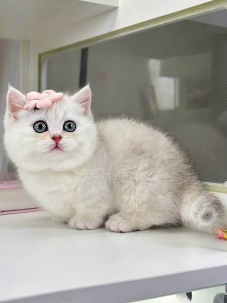 Munchkin