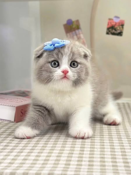Scottish Fold