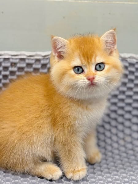 British Shorthair