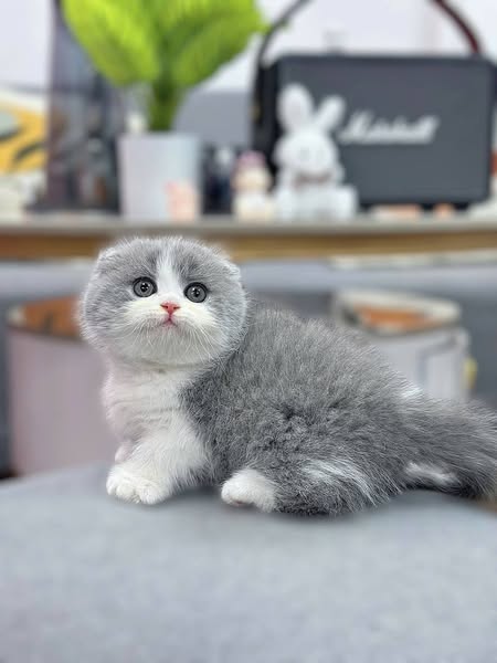 Munchkin Fold
