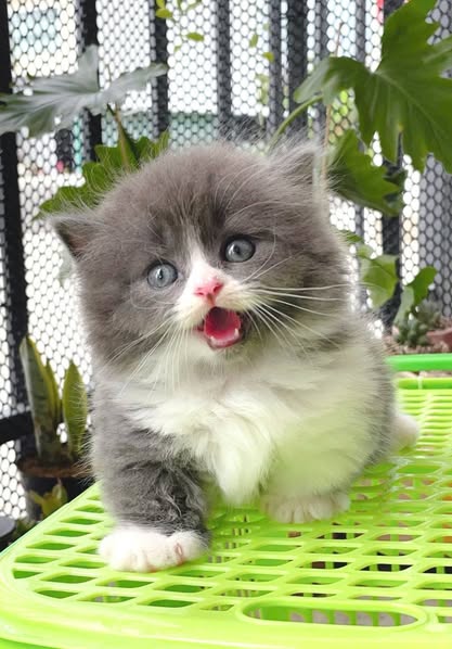 Munchkin Longhair