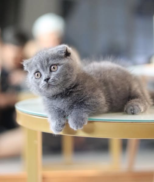 Munchkin Fold