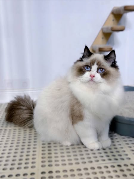 Ragdoll