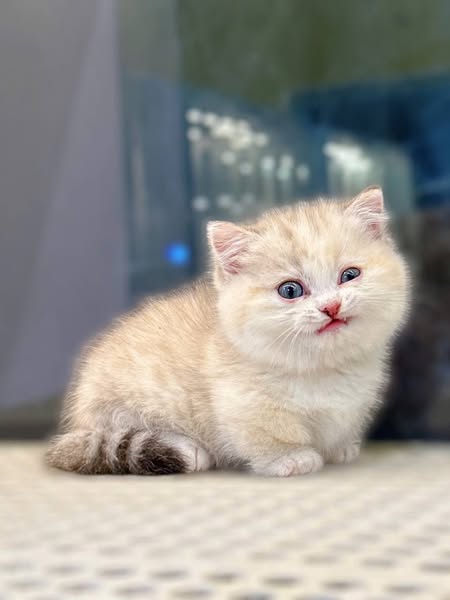 Munchkin