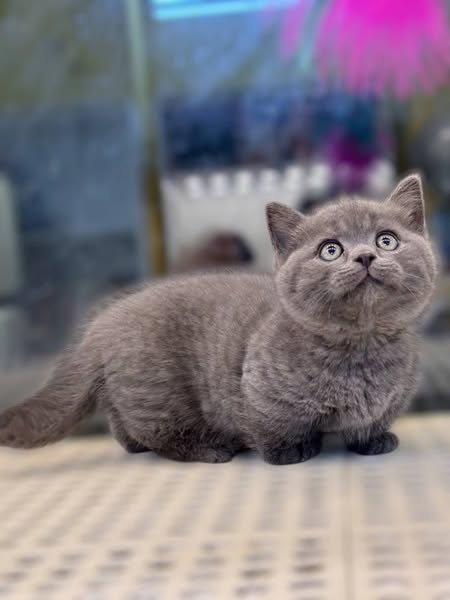 Munchkin