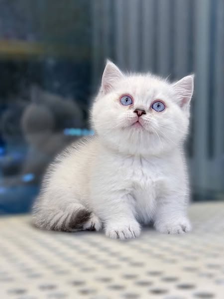 Munchkin