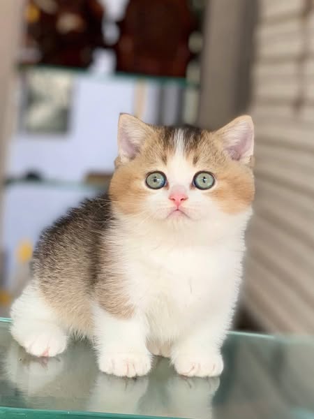 Munchkin