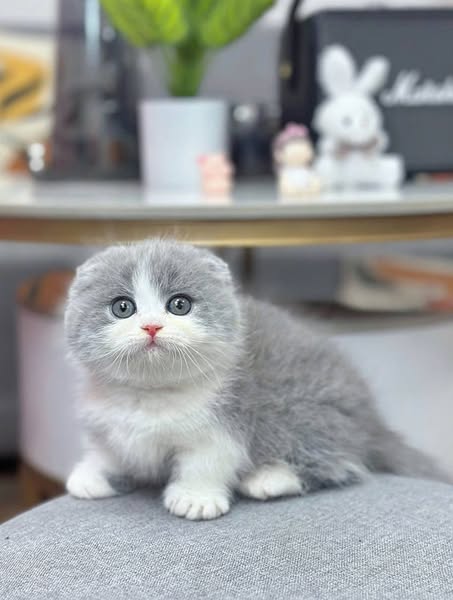Munchkin Fold