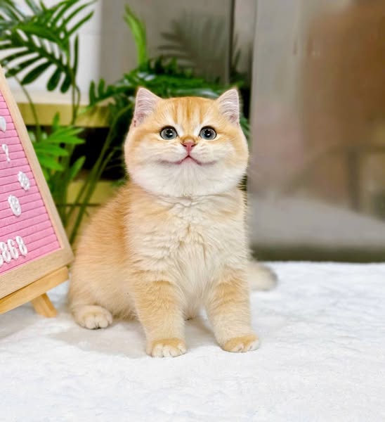 British Shorthair