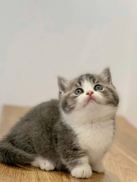 Munchkin