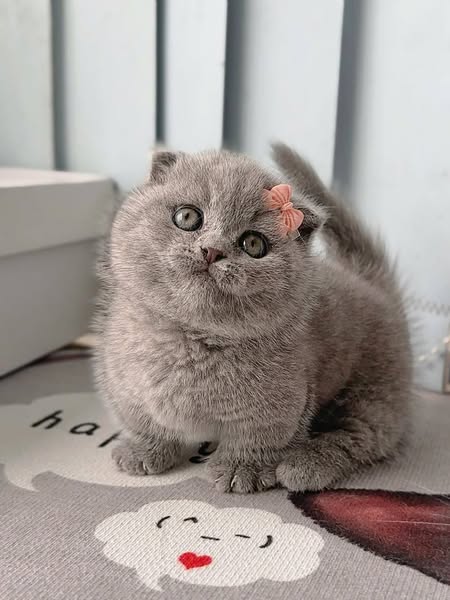 Munchkin