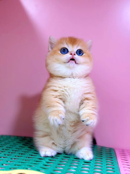 Munchkin