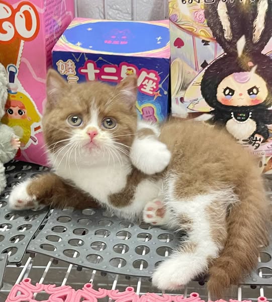 British Shorthair
